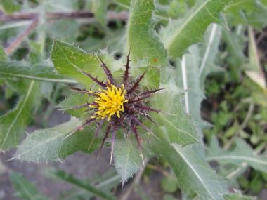 Billede af blomst